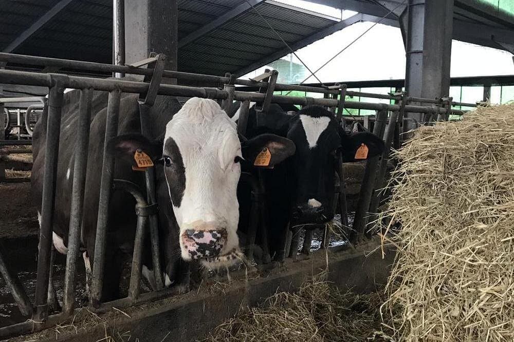 Cheese dairy farm, winery, liqueurs and spirits, ham and sausage factory — Guided tour and outdoor activity