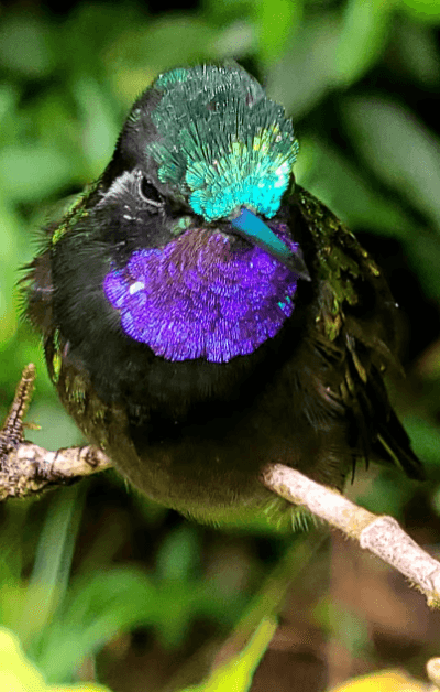 Monteverde: Hanging Bridges Small-Group Cloud Forest Tour — Guided tour and outdoor activity