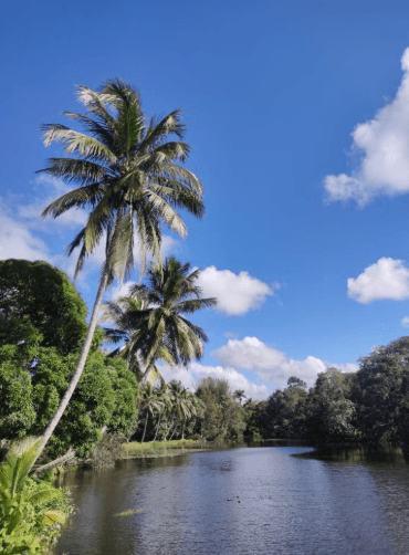 Guama and Hatiguanico River Trip — Guided tour and outdoor activity
