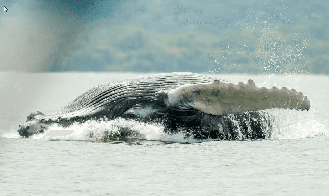 Uvita: Whale & Dolphin Watching Boat Trip w/ Drinks & Snacks — Guided tour and outdoor activity