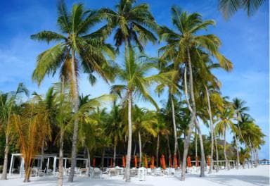 Private: Boca Chica to Saona Island Full-Day Cruise — Guided tour and outdoor activity