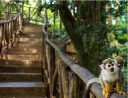 Monkey jungle tour + Transportation from cruise/hotel — Guided tour and outdoor activity