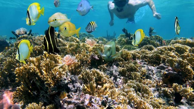 Playa Mantas: Morning Guided Snorkeling Tour Near Jaco Beach — Guided tour and outdoor activity