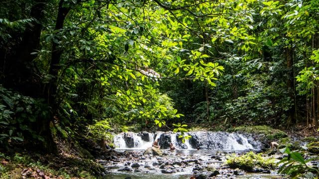 Corcovado National Park: San Pedrillo Station Day Tour — Guided tour and outdoor activity
