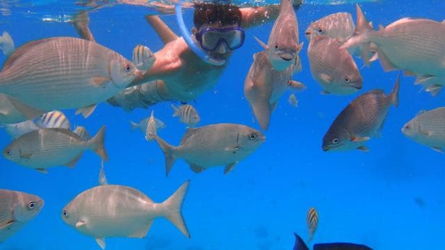 Epische Manzanillo-Kombitour: Schnorchel-, Delfin- und Farmtour — Guided tour and outdoor activity