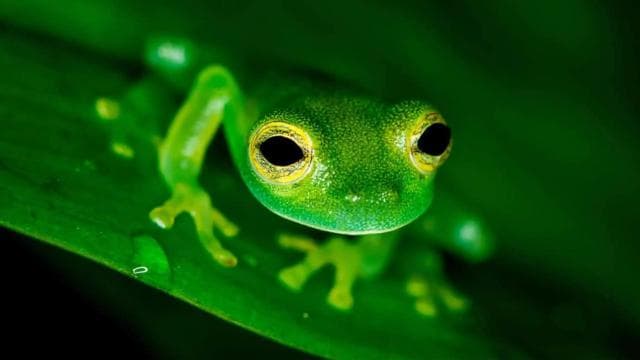 Manuel Antonio: Rainmaker Park Night Tour with Dinner — Guided tour and outdoor activity