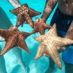 Saona Island Full-Day with Pickup in your Hotel Punta Cana — Guided tour and outdoor activity