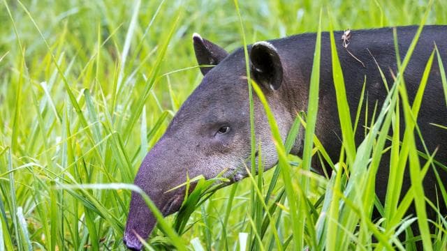 Corcovado National Park: Adventure Tour Overnight - 2 Days — Guided tour and outdoor activity