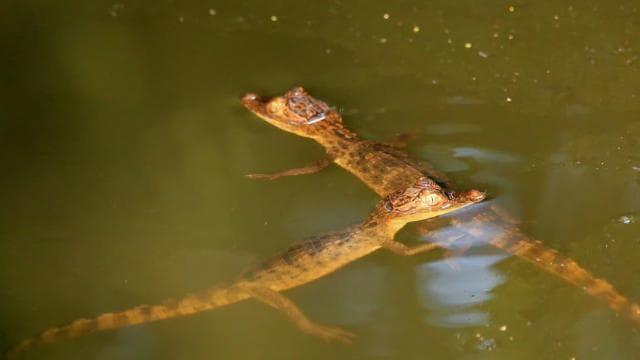 Terraba Sierpe National Wetlands - Mangrove Tour — Guided tour and outdoor activity
