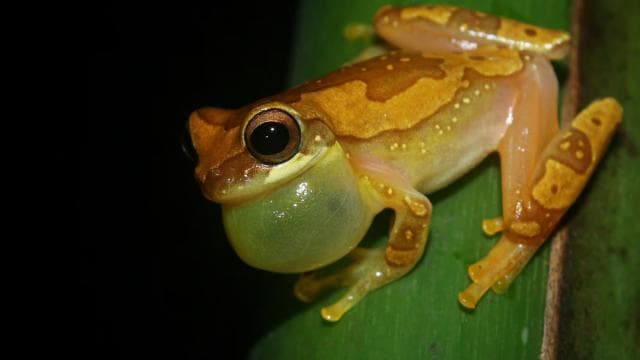 La Fortuna: Night Walk in La Fortuna's Authentic Rainforest — Guided tour and outdoor activity