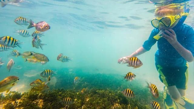 Playa Mantas: Morning Guided Snorkeling Tour Near Jaco Beach — Guided tour and outdoor activity