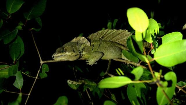 Manuel Antonio Mangrove Boat Night Tour — Guided tour and outdoor activity