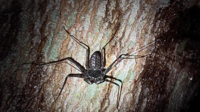 Puerto Jimenez: Nighttime Wildlife Hike with a Local Guide — Guided tour and outdoor activity