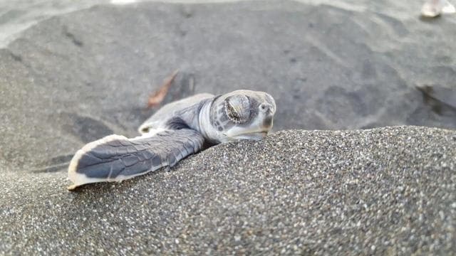 TURTLE WATCHING IN TORTUGUERO COSTA RICA — Guided tour and outdoor activity