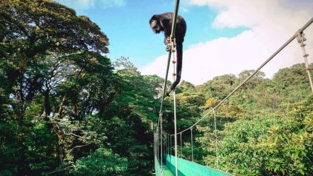 San Jose: Monteverde Sky Tram & Hanging Bridges Day Tour — Guided tour and outdoor activity