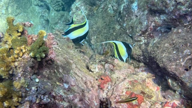Isla del Caño: Snorkeling — Guided tour and outdoor activity