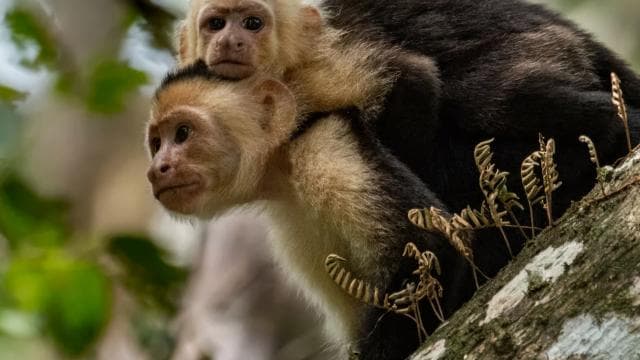 San Jose: Manuel Antonio National Park Day Trip with Lunch — Guided tour and outdoor activity