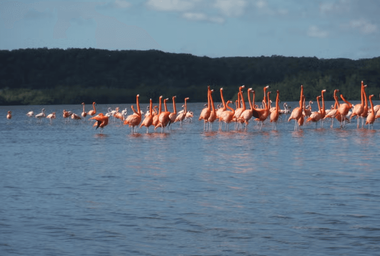 Guanaroca Lagoon Boat Tour — Guided tour and outdoor activity