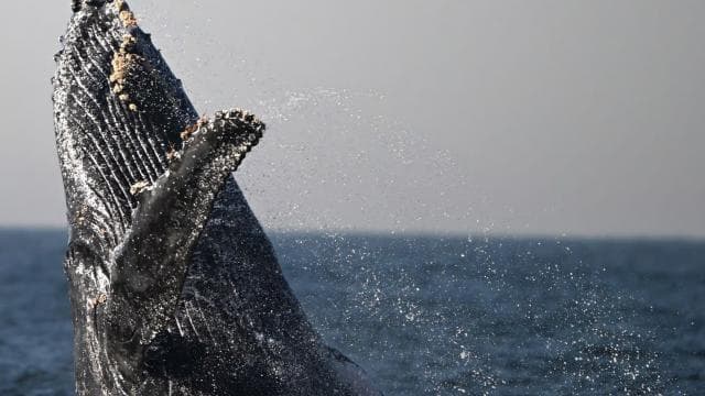 Uvita: Marino Ballena National Park Whale-Watching Tour — Guided tour and outdoor activity