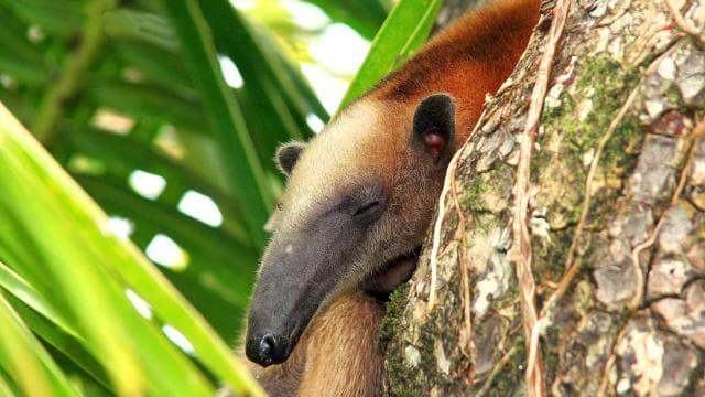 Corcovado National Park: Adventure Tour Overnight - 2 Days — Guided tour and outdoor activity