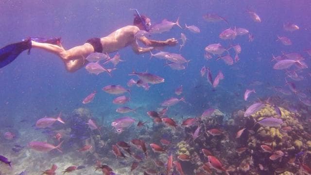 Catalina Island Full-Day Snorkeling Tour — Guided tour and outdoor activity