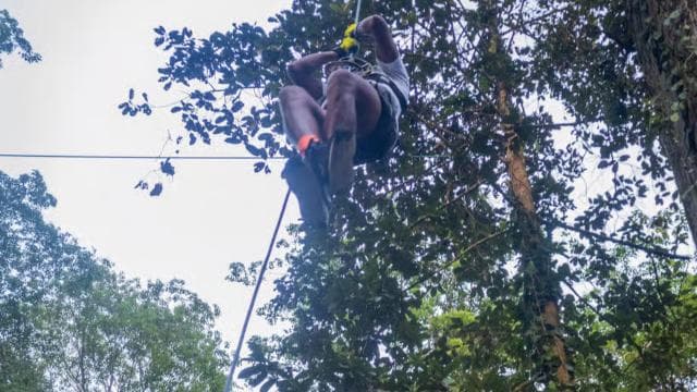 Puerto Viejo : Explorez l'arbre géant ceibo avec un circuit aérien accessible — Guided tour and outdoor activity