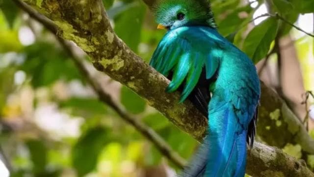 Monteverde: Cloud Forest Reserve Guided Hike — Guided tour and outdoor activity