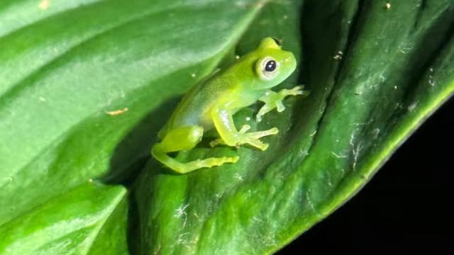 Limon: Night Walk & Rainforest Experience — Guided tour and outdoor activity