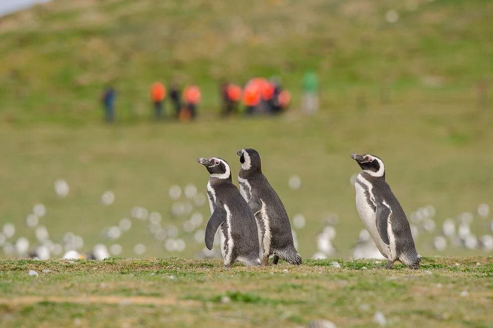 Navigation Magdalena Island and Marta — Guided tour and outdoor activity