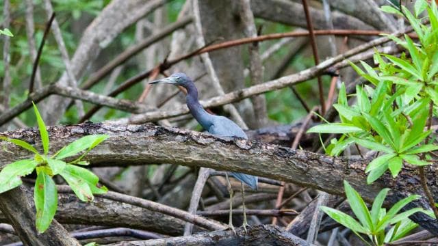 Quepos: Damas Island Authentic Local Mangrove Boat Tour — Guided tour and outdoor activity