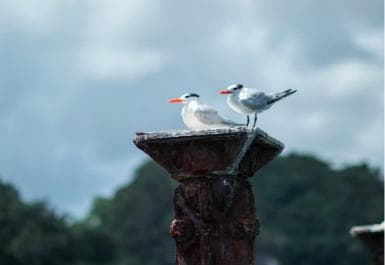 Boca Chica : Los Haitises Pešia turistika a jazda na kajaku — Guided tour and outdoor activity