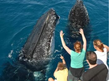Samana: Half Day Whale Watching Humpback Whale Watching — Guided tour and outdoor activity