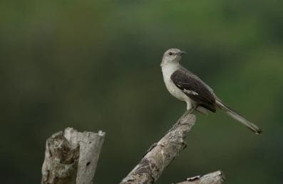 3in1: Los Haitises N. Park + Wasserfälle + Montaña Redonda — Guided tour and outdoor activity
