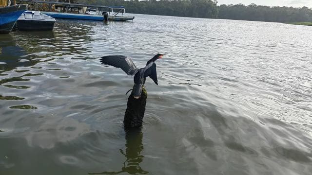 Kanoe, noční a denní túra v národním parku Tortuguero — Guided tour and outdoor activity