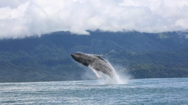 Marino Ballena National Park: Whale Watching Boat Tour — Guided tour and outdoor activity