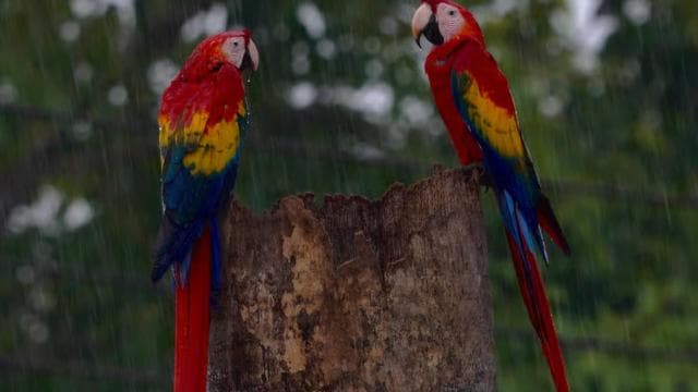 Manuel Antonio: Scarlet Macaw Tour with Professional Photos — Guided tour and outdoor activity