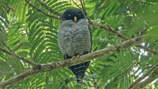 La Fortuna: Bogarin Trail Sloth-Watching Tour with Guide — Guided tour and outdoor activity