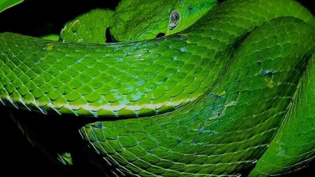 Santa Elena: Wildlife Refuge Monteverde Night Walking Tour — Guided tour and outdoor activity