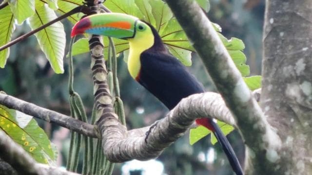 San José: Arenal Volcano, Waterfalls, Coffee and Hot Springs — Guided tour and outdoor activity
