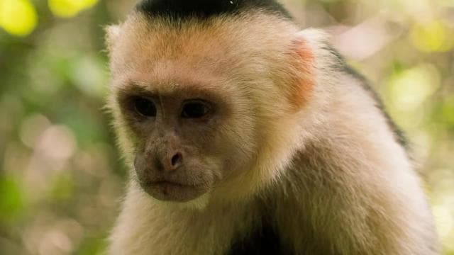 Manuel Antonio Park: Guided Walking Tour with a Naturalist — Guided tour and outdoor activity