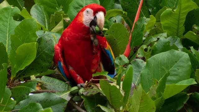 Sierpe: Jungle Wild Cruiser a Mangrove Forest Tour — Guided tour and outdoor activity