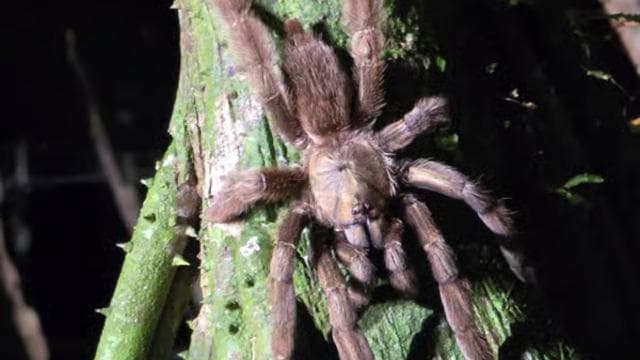 Puerto Viejo: Wildlife Night Tour in the Jungle — Guided tour and outdoor activity