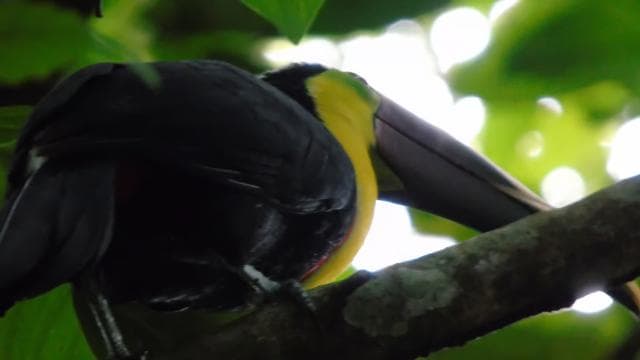 San José: La Paz Waterfall Gardens Half-Day Tour — Guided tour and outdoor activity