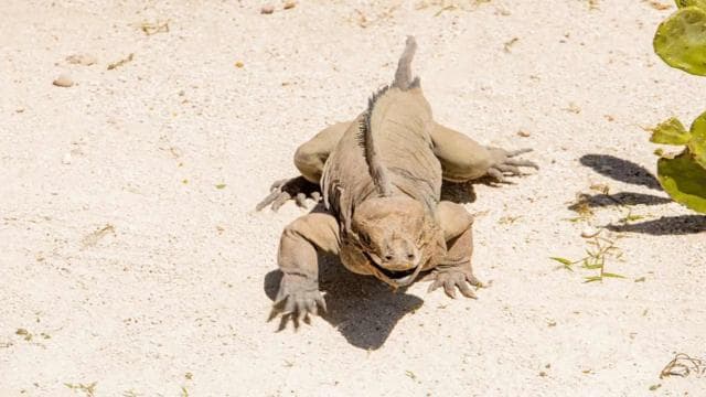 Punta Cana: Iguana Sanctuary, Sailing & BBQ Tour — Guided tour and outdoor activity
