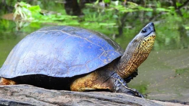 Tortuguero National Park: Canoe Tour with electric motor — Guided tour and outdoor activity