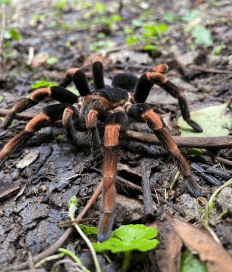 Monteverde cloud forest Preserve Guided tours (Small Groups) — Guided tour and outdoor activity