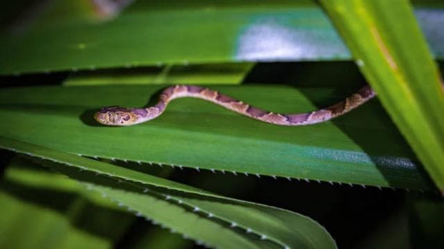 Tortuguero: A night walk through the Tortuguero rainforest — Guided tour and outdoor activity