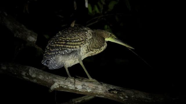 Manuel Antonio Mangrove Boat Night Tour — Guided tour and outdoor activity