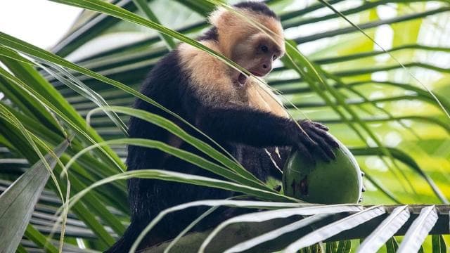 Quepos Costa Rica: Mangrove Monkey Tour — Guided tour and outdoor activity