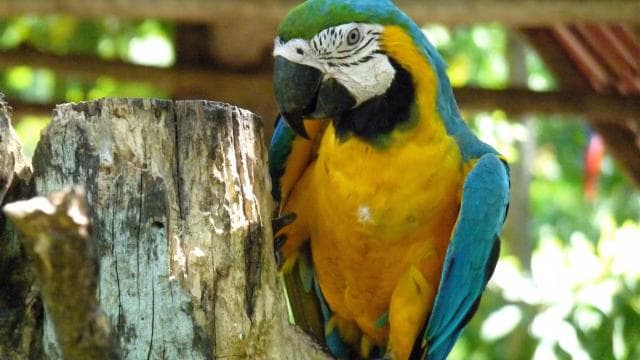 San Jose: Sloth and Wildlife Rescue Center Tour — Guided tour and outdoor activity